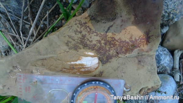 моллюски, кайнозой, беспозвоночные, Бурятия, Половинкинский разрез, Байкальский заповедник