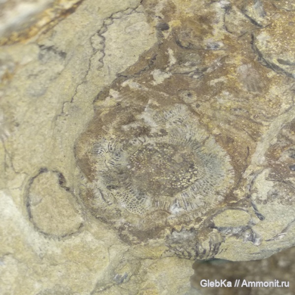 кораллы, ругозы, нижний карбон