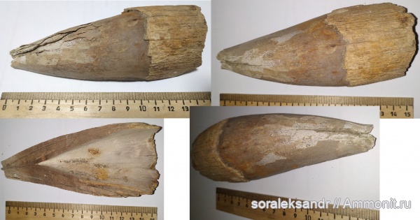 Неизвестная окаменелость. Просьба помочь в идентефикации.