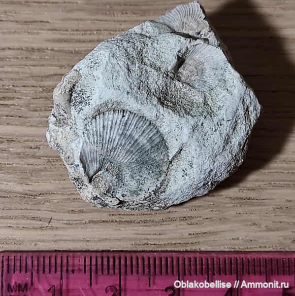 двустворчатые моллюски, Крым, Neithea