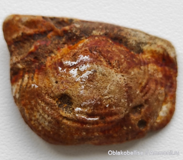 брахиоподы, Подмосковье, плеченогие