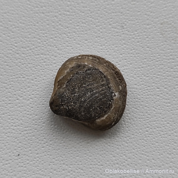 двустворчатые моллюски, Подмосковье