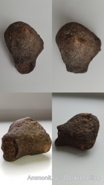 млекопитающие, кости