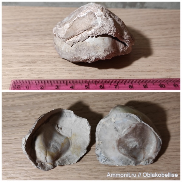 двустворчатые моллюски, грифеи, Gryphaea, Крым