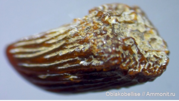 рыбы, Petalodontiformes, чешуя, шипы