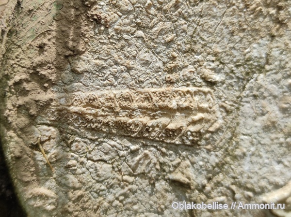 гастроподы, брюхоногие моллюски