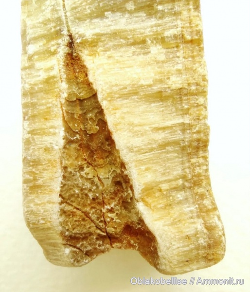 белемниты, фрагмоконы, сифон