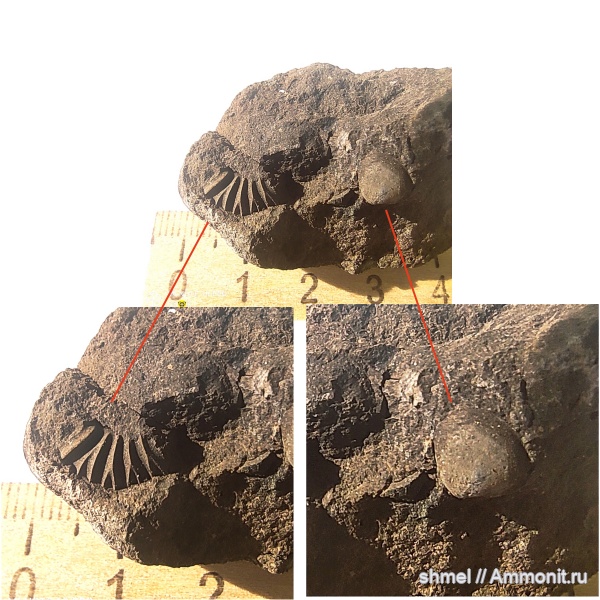 аммониты, Москва, головоногие моллюски, р. Шмелевка