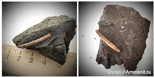 р. Шмелевка, лопатоногие моллюски