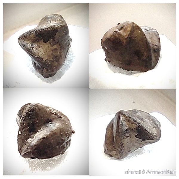 брахиоподы, Москва, р. Шмелевка, Rhynchonella loxiae