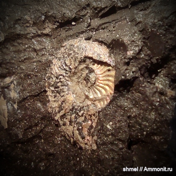 аммониты, Москва, головоногие моллюски, р. Шмелевка