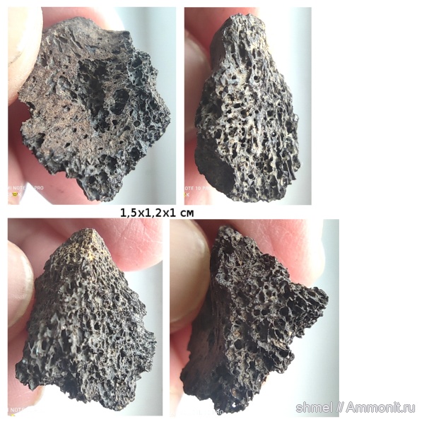 рептилии, Москва, р. Шмелевка