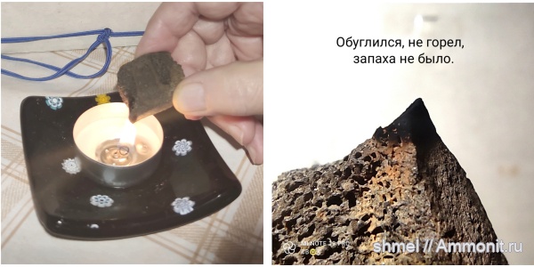 рептилии, Москва, р. Шмелевка, плезиозавры