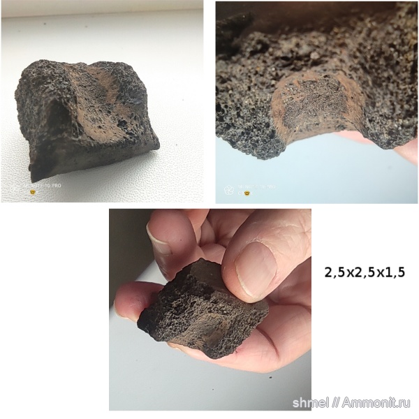 рептилии, Москва, р. Шмелевка