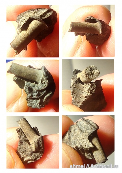 р. Шмелевка, лопатоногие моллюски