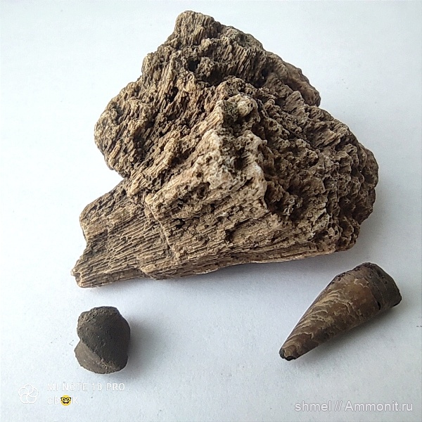 брахиоподы, губки, Москва, р. Шмелевка, фрагмоконы