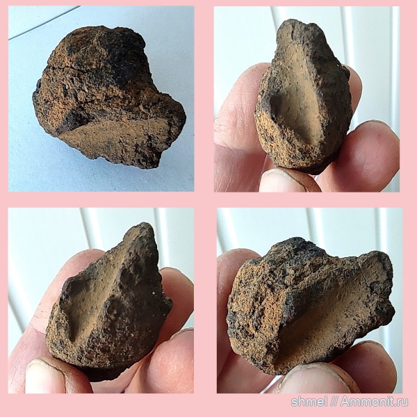 рептилии, Москва, р. Шмелевка