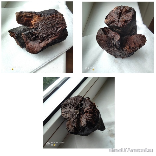 Москва, р. Шмелевка, окаменевшее дерево