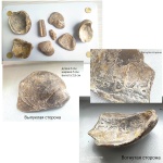 Неизвестная окаменелость