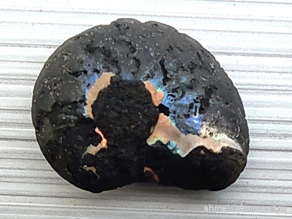 головоногие моллюски