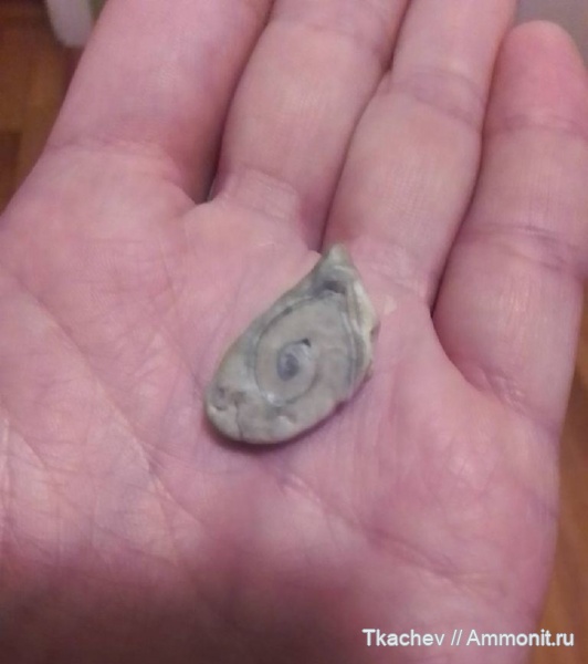 Окаменелость на определение