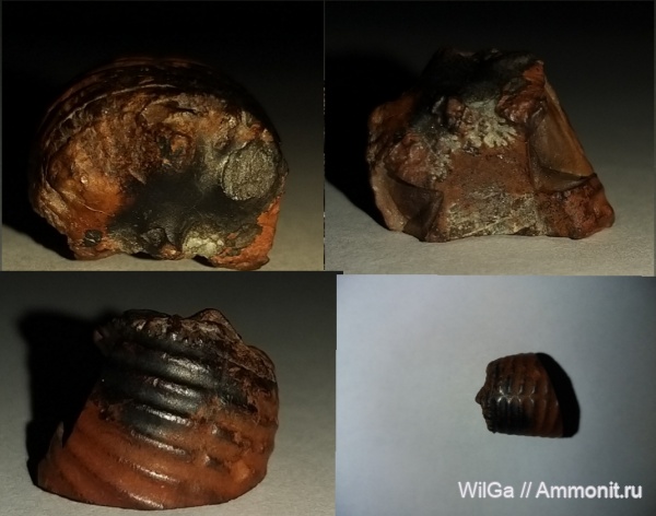 аммониты