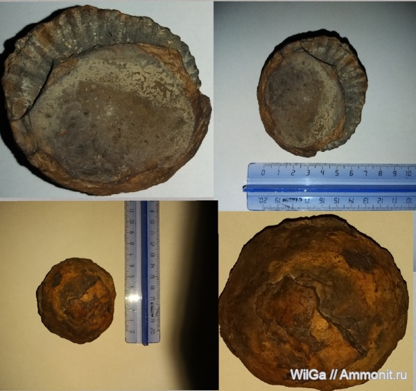 Окаменелости