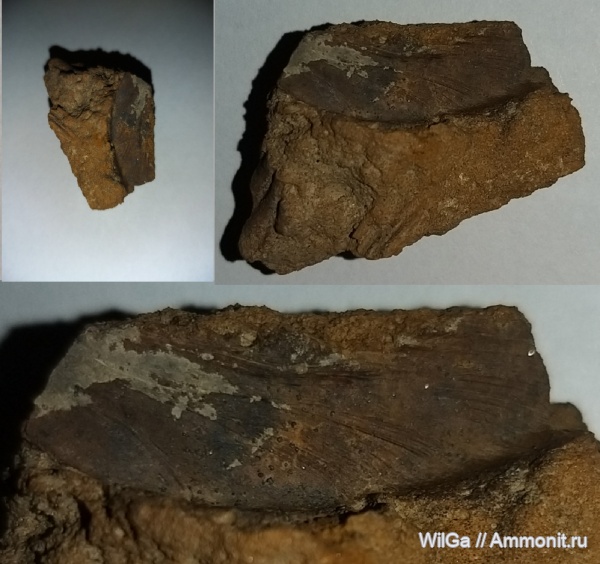 растения, семена, семена крылатки