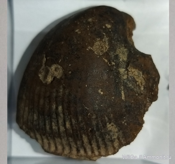 двустворчатые моллюски