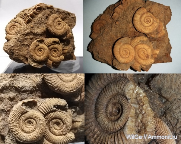 аммониты, Dactylioceras athleticum