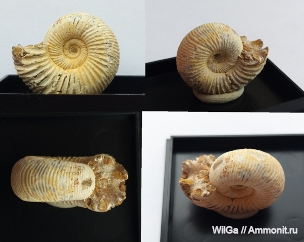 аммониты, юра, Kranaosphinctes