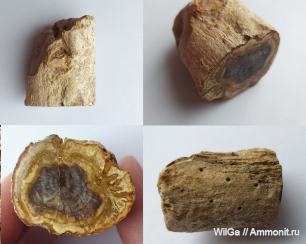 окаменевшее дерево