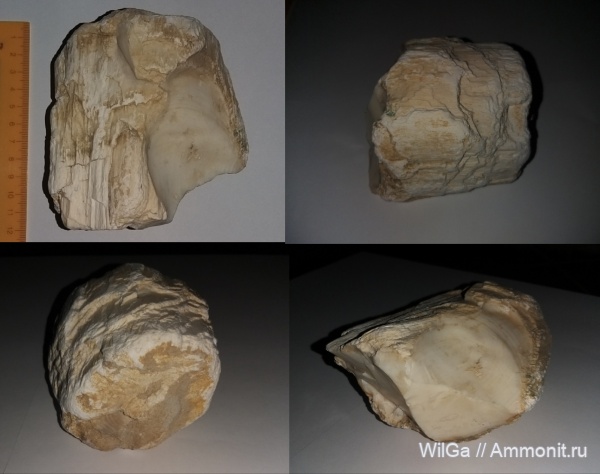 окаменевшее дерево