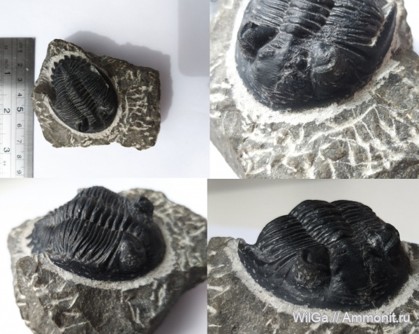 трилобиты, девон, Марокко