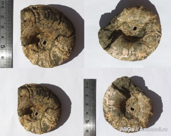 аммониты, мел, мезозой, р. Белая