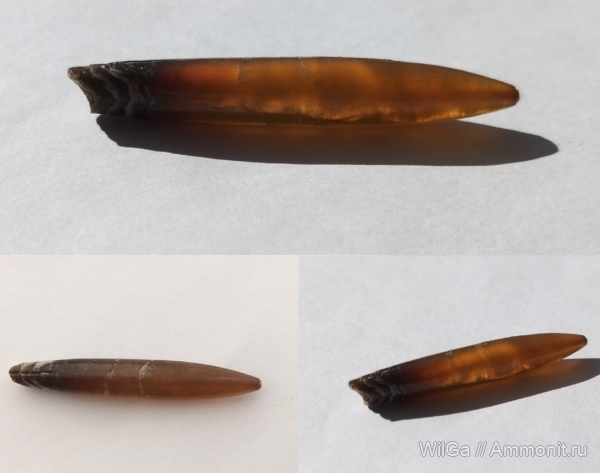 белемниты, Адыгея