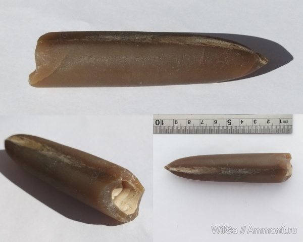 белемниты, Адыгея