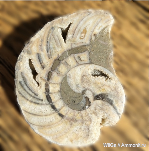 нижний мел, Cymatoceras, Лабинский район