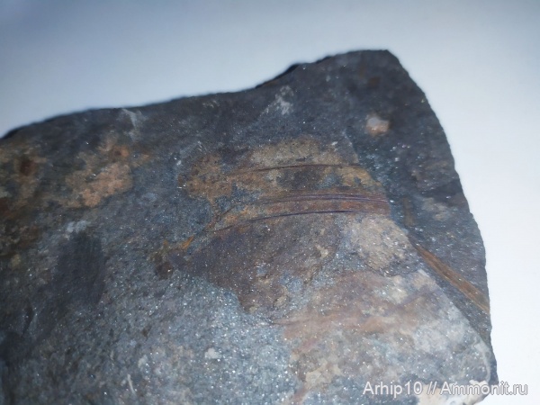 Крылышко стрекозы в породе(?)