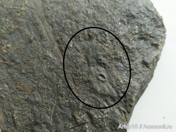 Жизнедеятельность