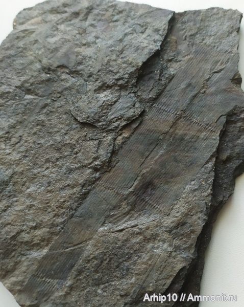 Calamites, Хвощевые