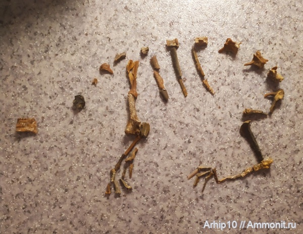 неоген, млекопитающие, миоцен