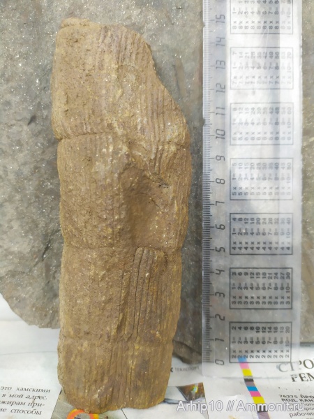 Почти все мои находки по Карбону с Новошахтинска.