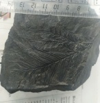Alethopteris Carboniferous fossils