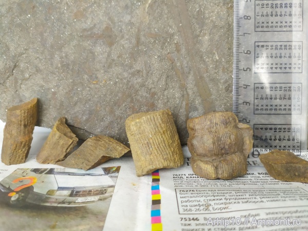 Calamites, Хвощевые