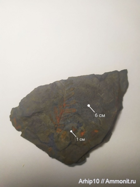 карбон, палеозой