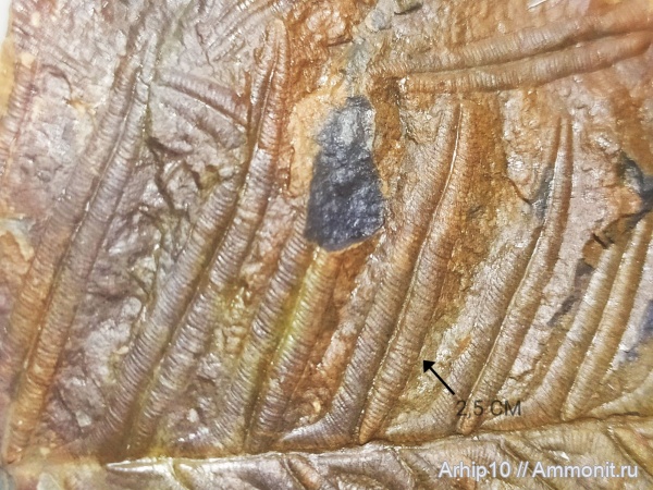 карбон, палеозой