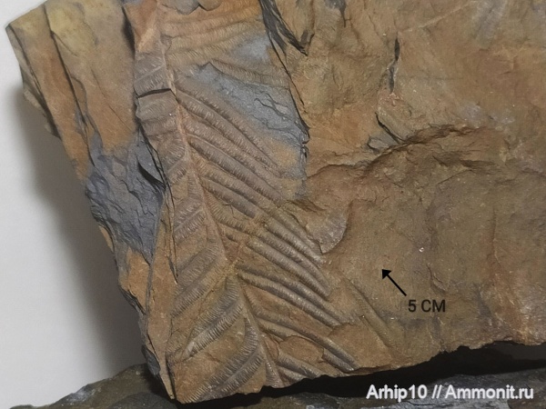 карбон, палеозой