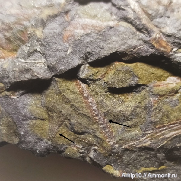 Что то непонятное