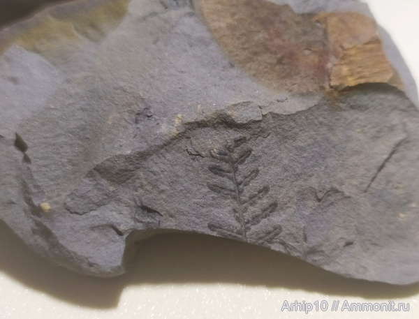 карбон, палеозой